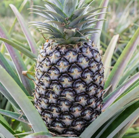 White Jade Pineapple Starter Plant – 2 Planted Rooted Live Fruit Trees – No Pot - Ananas comosus