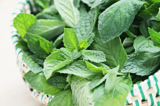 Spearmint Seeds - 100+ Premium Mentha spicata Seeds - Aromatic Herb for Garden - Free Shipping US Seller