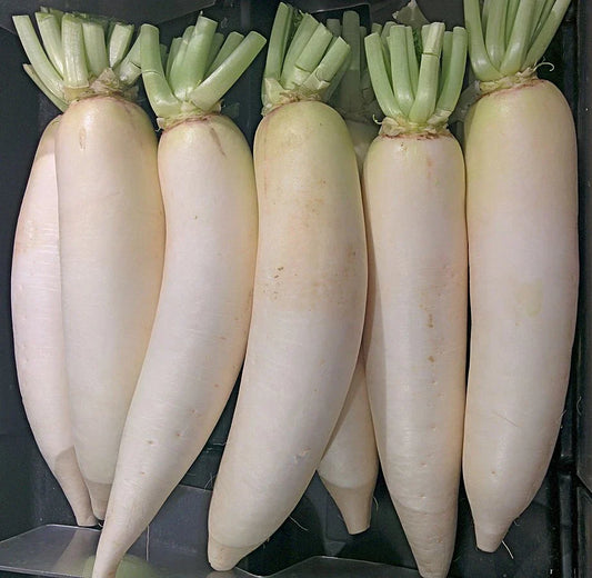 Daikon Radish Seeds - 600+ Heirloom NON-GMO - Raphanus sativus - USA Seller