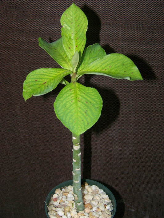 African Milkbush Succulent Plant 4" - Synadenium grantii - Rare Exotic Cacti