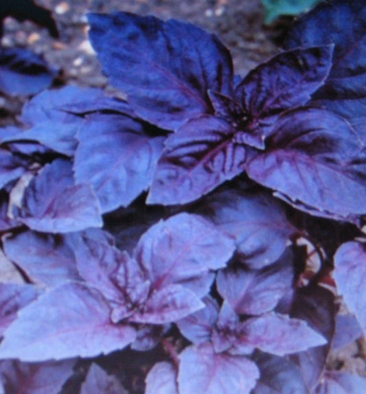 Dark Opal Basil Seeds - Bulk 1000 Seeds - Gourmet Culinary Herb - Ocimum basilicum