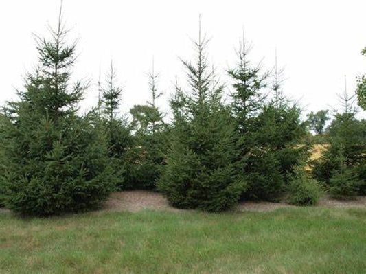 Live Bare Root European Spruce Tree 18-24" Picea abies - Perfect for Landscaping and Garden Projects