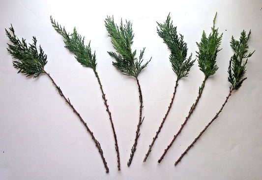 Leyland Cypress Cuttings - 15 Fresh Rooting Cuttings - Cupressocyparis leylandii