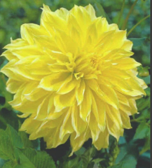 Dahlia Kelvin Floodlight Bulb Tuber Yellow Dinnerplate Dahlia Hybrid 12" Blooms Full Sun Deer Resistant