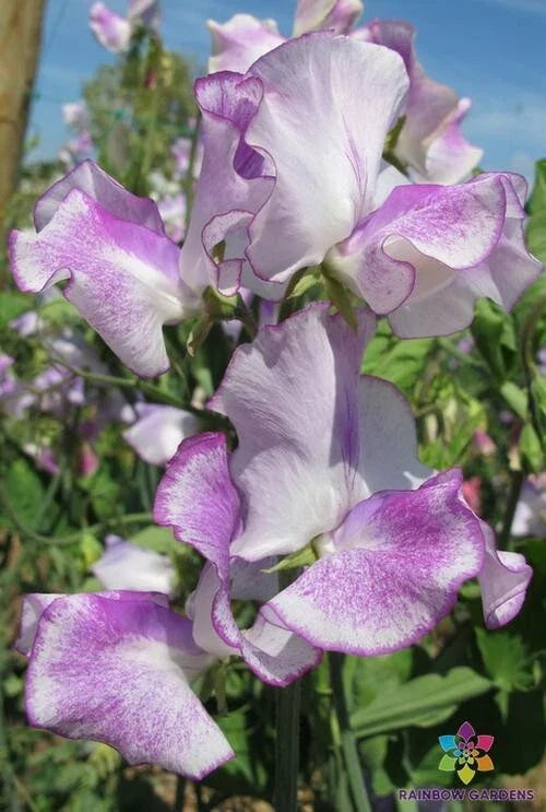 50 Sir Jimmy Shand Sweet Pea Seeds - Heirloom Garden Seeds for Planting - Lathyrus odoratus - USA Free Shipping