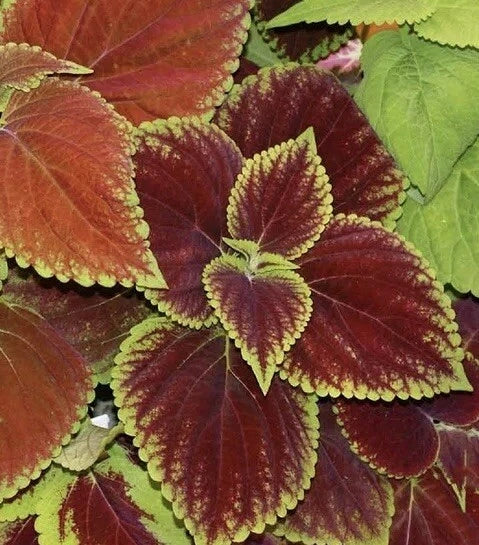 Coleus Seeds Rainbow Mix | 500 Seeds | Shade Garden Container Plant | Groundcover, US