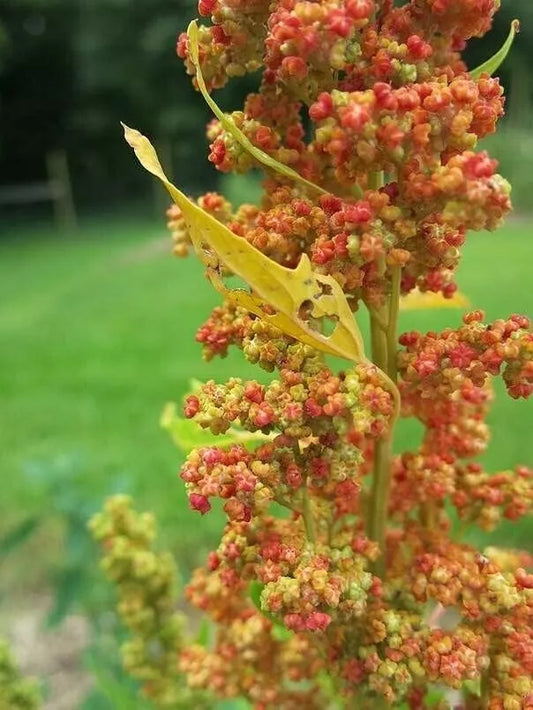 Lambsquarters Seeds for Planting - 100 Seeds - Chenopodium Album - Organic Edible Greens