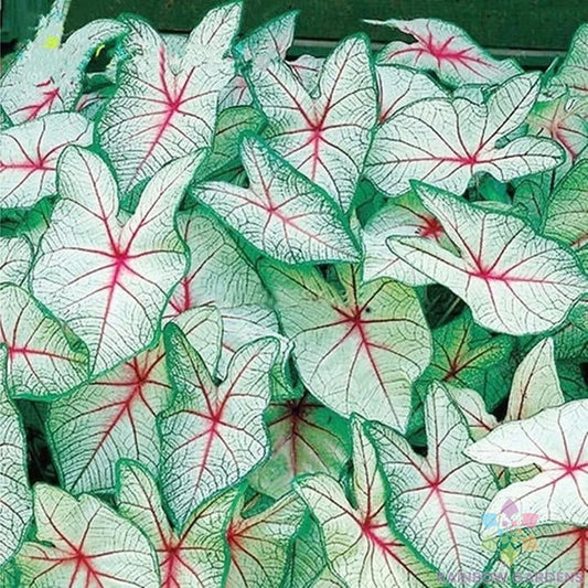 Coleus Seeds - 25+ Pack - Green White Red Varieties - Perfect for Garden Planting - Free Shipping in USA