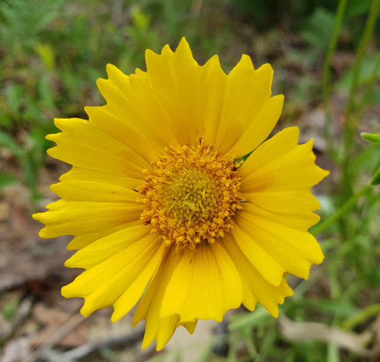 Lance Leaf Coreopsis Seeds | 25 Count | Coreopsis Lanceolata | Florida Native Eco-type