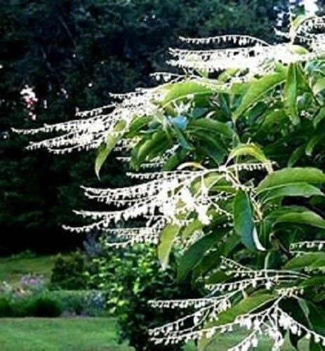 Lily of the Valley Sourwood Seeds - 100 Count | Honey Bee Tree | Oxydendrum arboreum