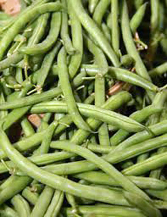 Stringless Green Bean Seeds 1 Ounce Non-GMO Organic Phaseolus vulgaris