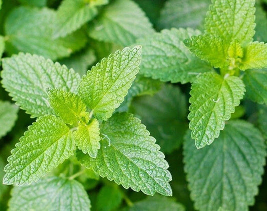 Catnip Seeds 1000+ Perennial Herb for Garden - Common Catnip (Nepeta cataria) - Kitty Meow