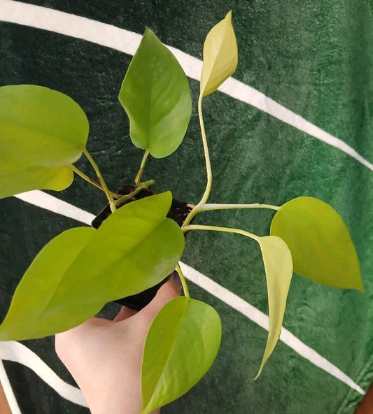 Neon Pothos Plant - Growers Choice - Epipremnum aureum - Vibrant Green Indoor Houseplant