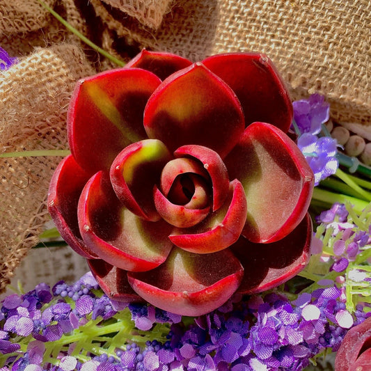 Live Succulent Bare Root Plant 'Red Light' for Office, Wedding, Home Decor - Echeveria Hybrid