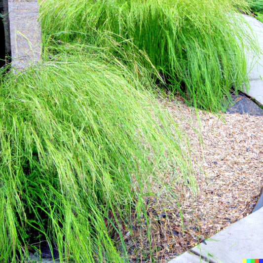 Weeping Lovegrass Seeds - 1000+ Bulk Ornamental Grass Seeds (Eragrostis curvula) for Landscaping and Erosion Control