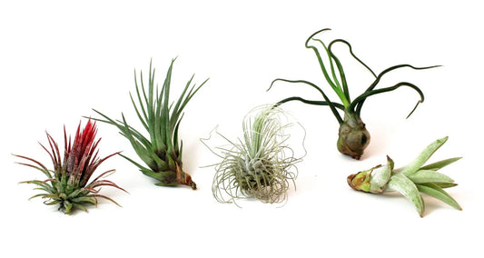 5 Pack Assorted Live Tillandsia Air Plants - Exotic Low Maintenance Variety - Air Plants for Home Decor and Indoor Gardening