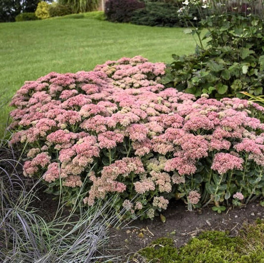 Sedum Autumn Stonecrop Joy Live Plants - 3 Bare Root Outdoor Garden Plants - Low Maintenance Succulent