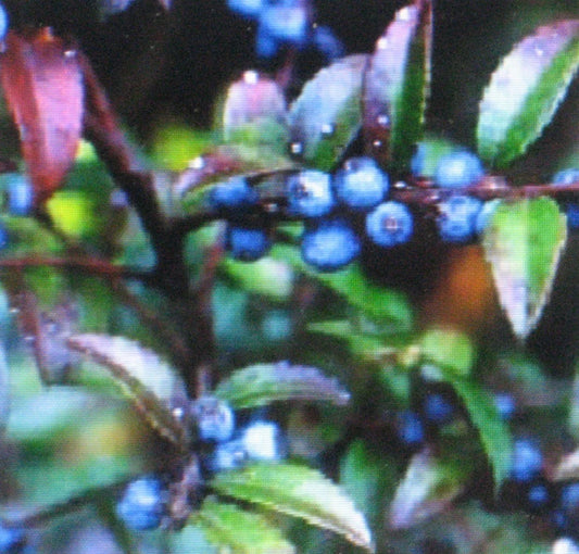 Huckleberry Seeds - 100 Count - Medicinal & Healthful - Vaccinium spp.