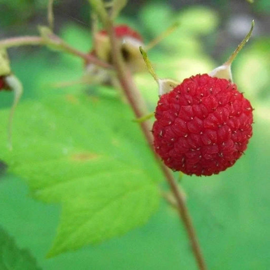 Thimbleberry Raspberry Starter Plant - Thornless Variety - Rubus parviflorus - Zones 3-8