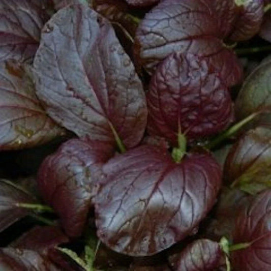 Purple Magic Epic High Pak Choi Hybrid Seeds - Brassica rapa - Non-GMO, Heirloom, Fast-Growing Vegetable Seeds