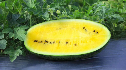 Mountain Sweet Yellow Watermelon Seeds - 50+ Pack for Planting - Citrullus lanatus - USA Grown, Non-GMO