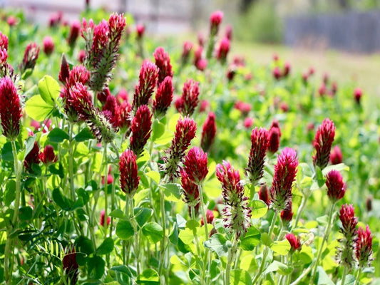 Clover Seeds 1200+ Crimson Red Non-GMO Pollinator Food Cover Crop Trifolium incarnatum