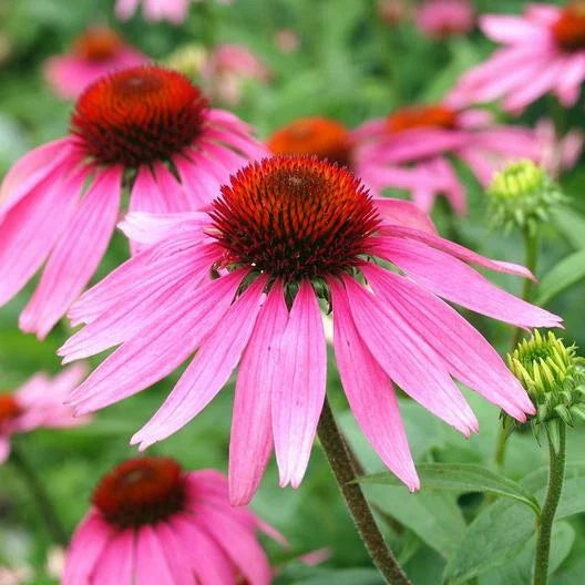 Purple Coneflower Seeds - Echinacea Perennial Pollinator - Non-GMO - 200 Seeds for Garden and Cut Flowers