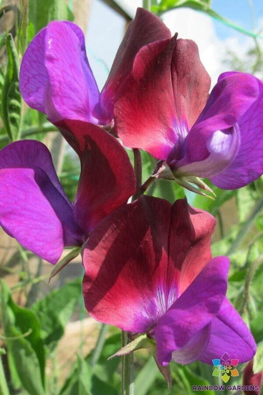 Matucana Sweet Pea Seeds - 50 Pack for Garden Planting - Lathyrus odoratus - USA Grown, Free Shipping