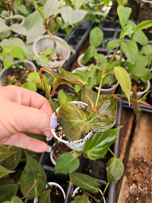 Philodendron Micans Live Plant in 2 Inch Pot - Fully Rooted, Trailing Houseplant, Tropical Greenery, Philodendron