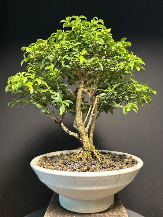 Mame Bonsai Tree 9” Kingsville Boxwood Glazed Drilled American Tea Pot - Buxus microphylla