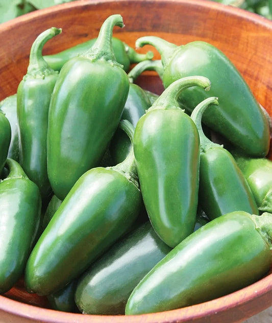 Jalapeno Pepper Seeds - 100+ Seeds - Versatile Spicy Pepper for Planting (Capsicum annuum)