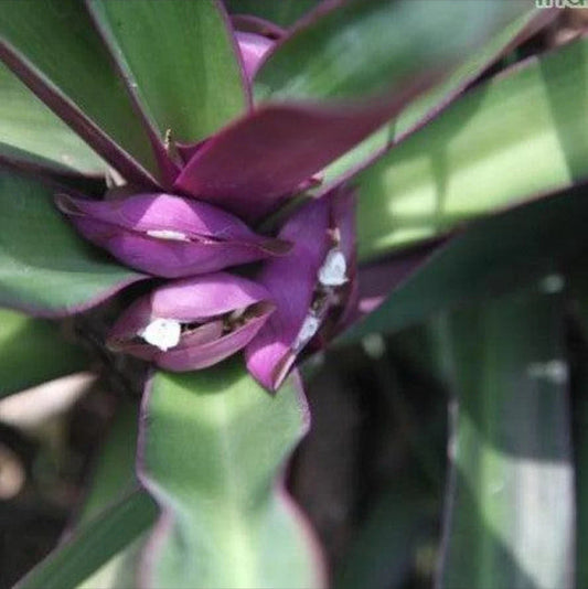 Oyster Plant - Moses in the Cradle 5 Rooted Plants, Purple/Green, Tradescantia spathacea, Free Plant Included
