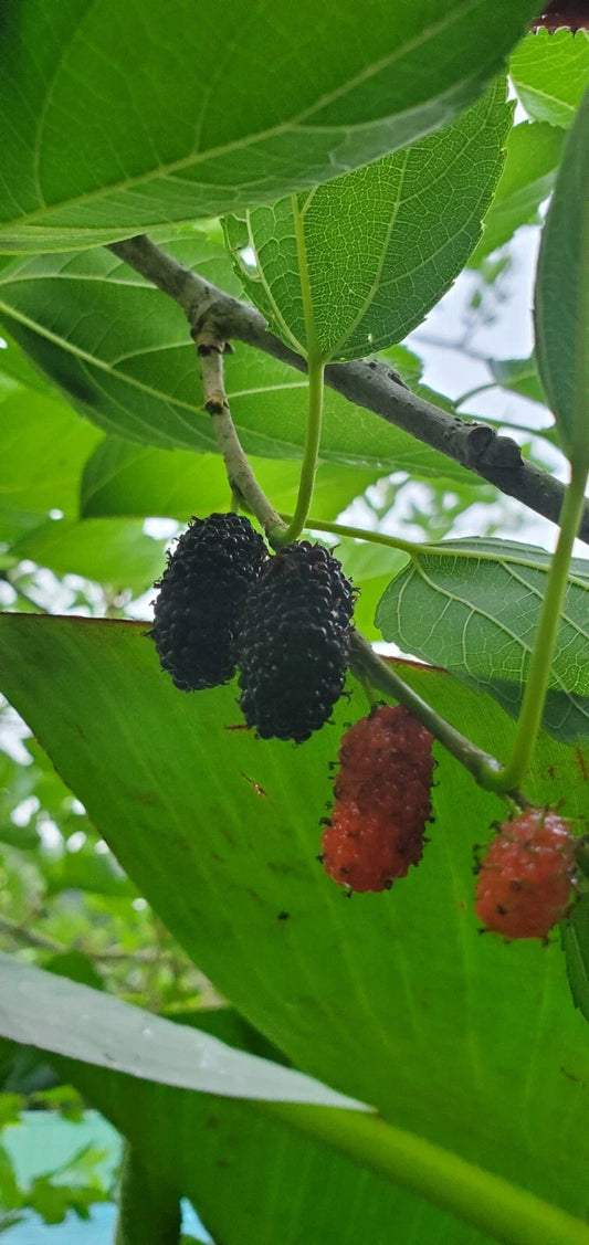 Mulberry Fruit Tree - Rooted Cutting - Fruiting Variety - Morus spp.