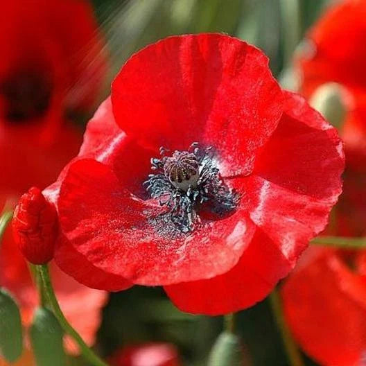 Red Corn Poppy Seeds - Flanders Field Wildflower Heirloom - Non-GMO - Papaver rhoeas - 1500 Seeds