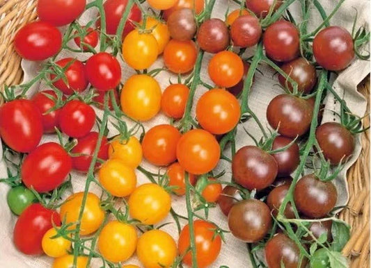 Multi-Color Cherry Tomato Seeds - Rainbow Medley Variety - Easy to Grow Vegetable Garden Fruit - Solanum lycopersicum