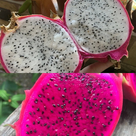 Dragon Fruit Seeds - 50 White & 50 Red Pitaya - Hylocereus Undatus Cactus