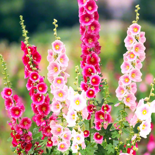 Hollyhock Seeds - Single Flowered Mix - Alcea Rosea - Garden Flower Seeds 2025