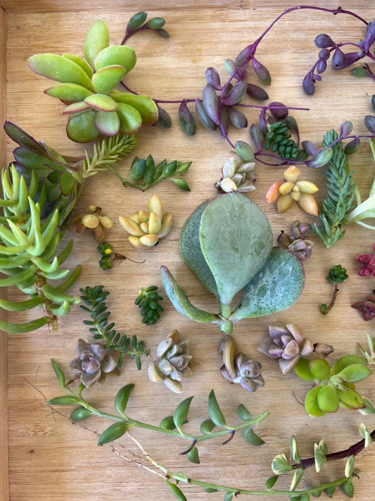 Cutting Succulents Set + 3 String Varieties + 1 Extra Assorted Box + Ideal for Planting and Decor