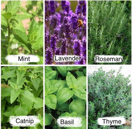 Culinary Herb Seeds Pack, 2525 Seeds, Mint, Lavender, Thyme, Rosemary, Aromatic Herbs for Cooking, Gardening