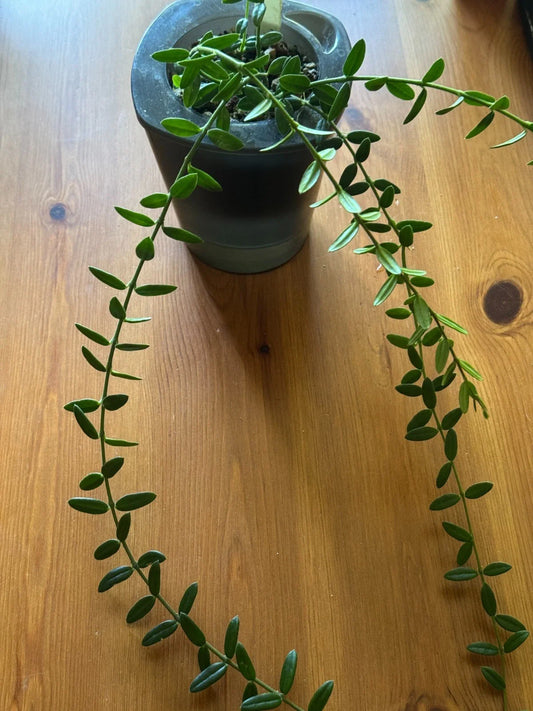Hoya Engleriana Cutting - 4 Nodes - Rare Houseplant - Tropical Indoor Plant - Hoya Carnosa