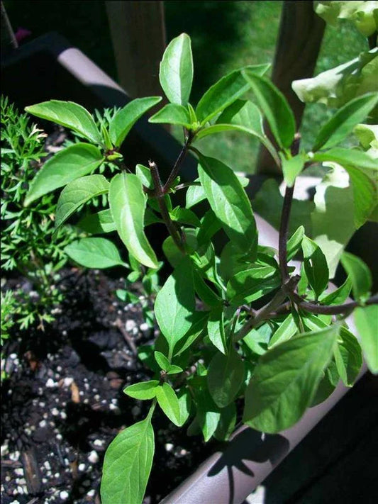 Licorice Basil Seeds - 100 Pack - Gourmet Culinary Herb - Ocimum basilicum