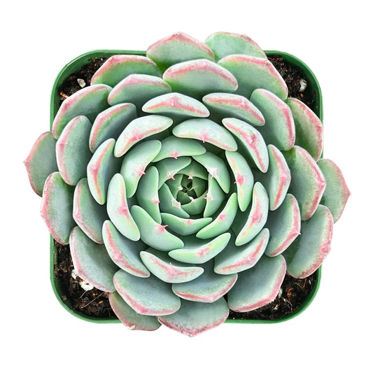 Live Fresh Echeveria Minima Succulent in 2 Inch Pot - Fully Rooted Rosette Plant, Perfect for Indoor Decor