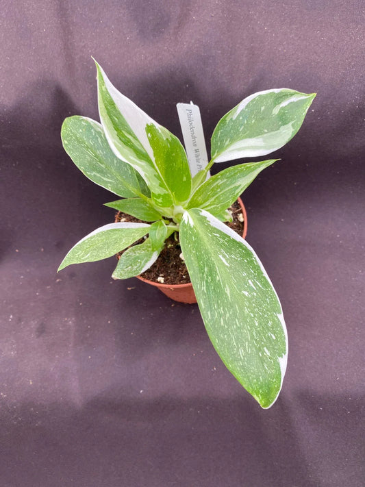 Philodendron White Princess Plant - Rooted 3" Pot - Rare Variegated Houseplant - Philodendron spp.