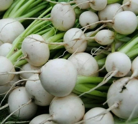 White Egg Turnip Seeds - 1000+ Vegetable Seeds for Soup, Stews, Stir Fry - Brassica rapa