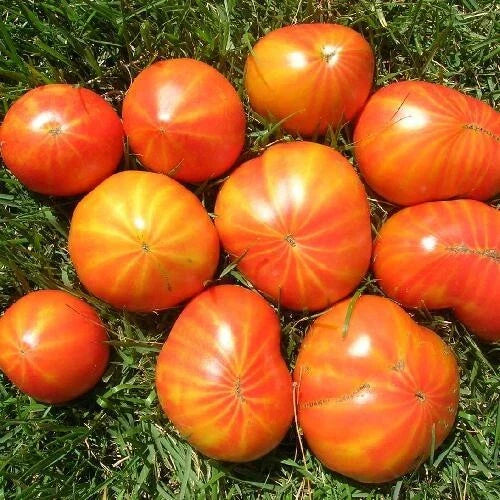 Mr. Stripey Tomato Seeds 25 Ct Heirloom Non-GMO Indeterminate Vegetable (Solanum lycopersicum)