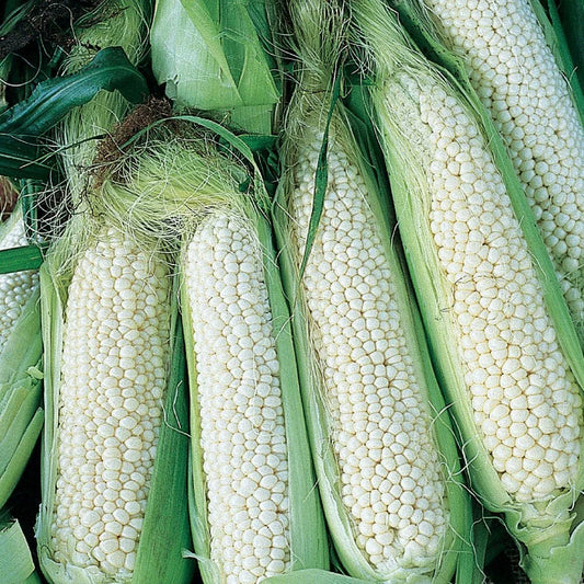 Country Gentleman White Corn Seeds 25 Ct Heirloom Sweet Vegetable Garden Seeds Zea mays