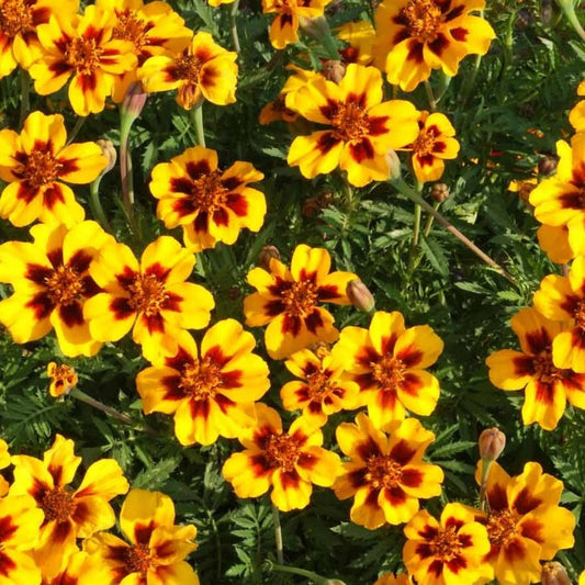 Dainty Marietta Marigold Seeds 150 Dwarf Flower Seeds Tagetes Patula - USA Grown, Free Shipping