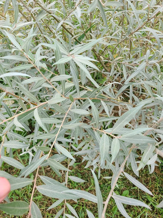 Edelweiss Willow Tree Cutting - Fast Growing Hedge or Shade Plant - Salix helvetica