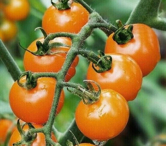 Orange Cherry Tomato Seeds - 50+ Non-GMO Sweet Garden Vegetables - Solanum lycopersicum