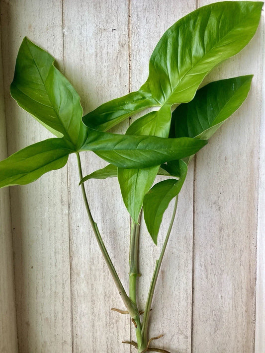 Rooted Arrowhead Vines - 15 Pack - Syngonium podophyllum - Indoor Houseplants for Home Decor, Easy Care Greenery